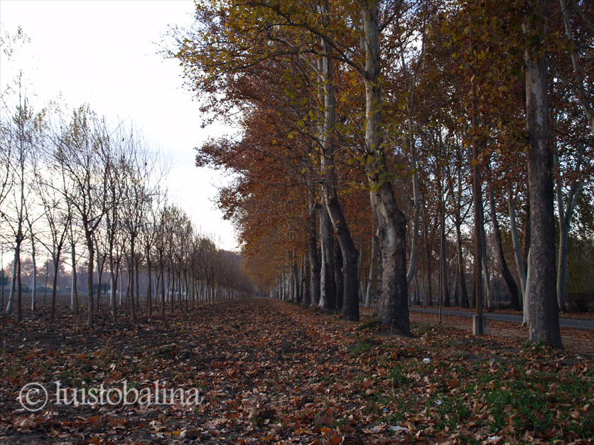 la vega de Aranjuez en otoño