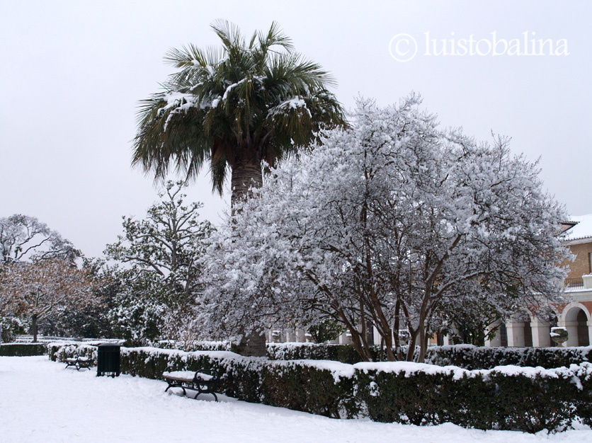 Jardin de la Isla en invierno. Aranjuez