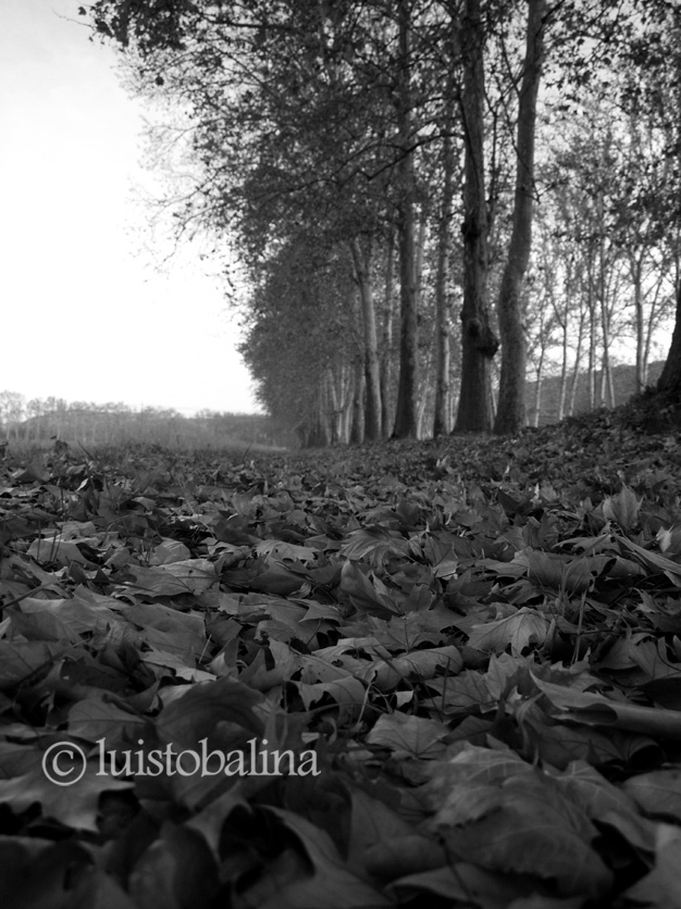 los campos de Aranjuez en otoño