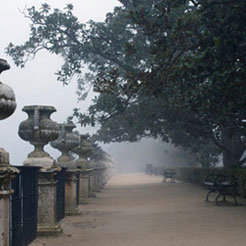 jardines de Aranjuez entre la niebla